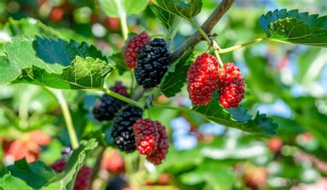 where to buy mulberries online.